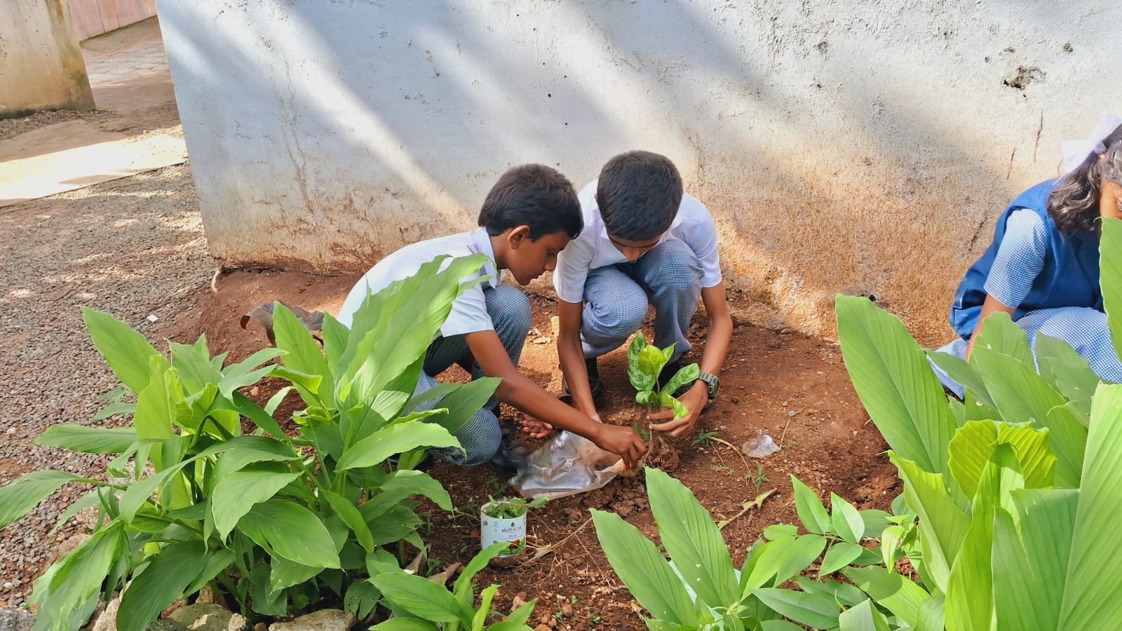 Environment Day 2025